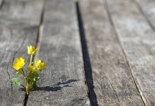 istock Spring Yellow flowers on wooden background 1138381093
