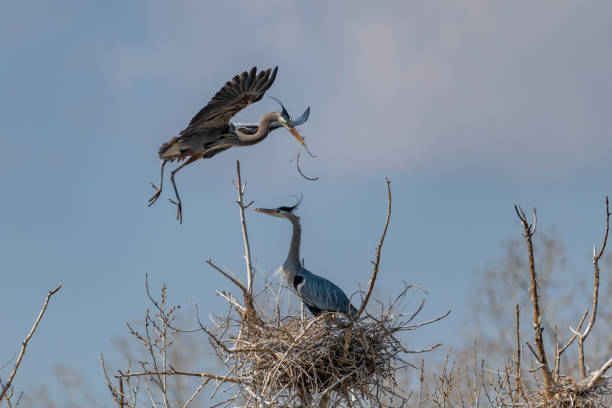 istock Great Blue Heron flying and rebuilding nest 1138381285