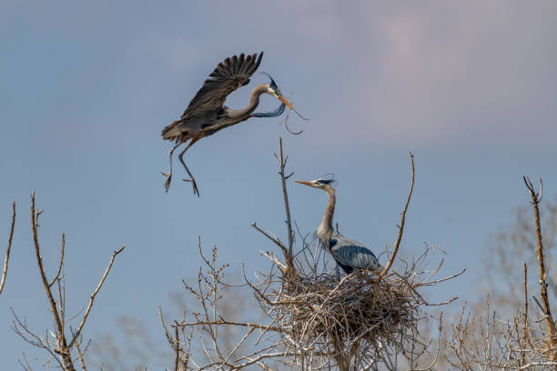istock Great Blue Heron flying and rebuilding nest 1138382189