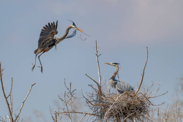 istock Great Blue Heron flying and rebuilding nest 1138382304
