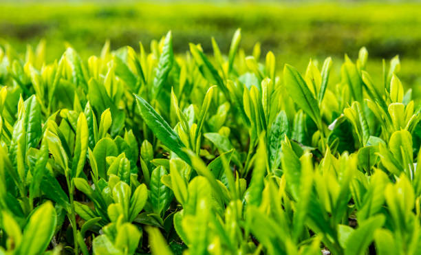 istock Fresh tea bud and leaves.Tea plantations. 1138383220