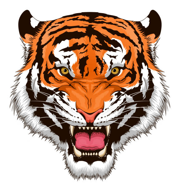 roaring tigerkopf - tiger kopf stock-grafiken, -clipart, -cartoons und -symbole