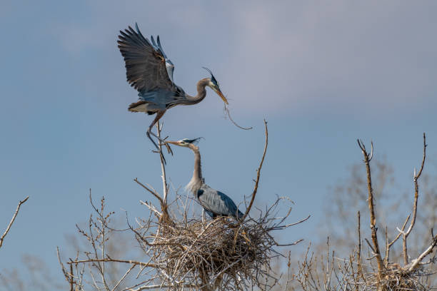 istock Great Blue Heron flying and rebuilding nest 1138384045