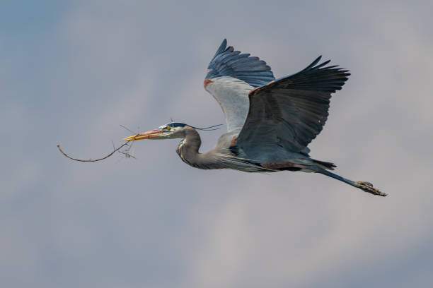 istock Great Blue Heron flying and rebuilding nest 1138384268