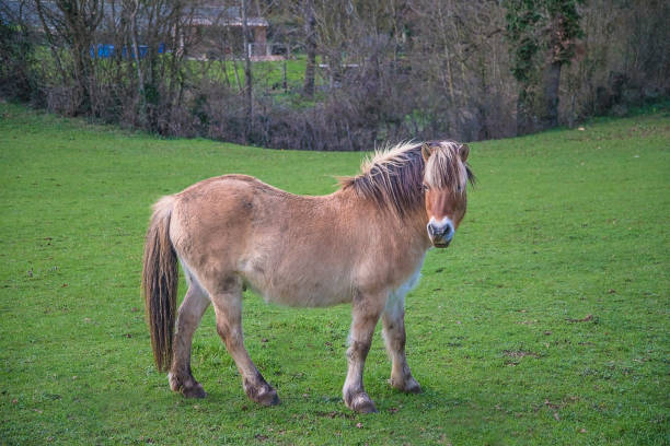 istock One horse on the pasture 1138384550