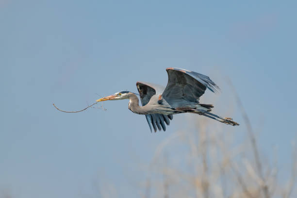 istock Great Blue Heron flying and rebuilding nest 1138384973