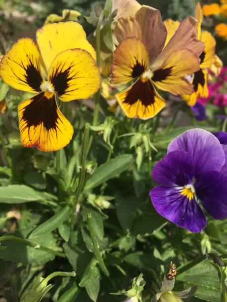 istock The viol, three flowers pansies, a bright summer flower, a bug creeps on a trunk 1138386272