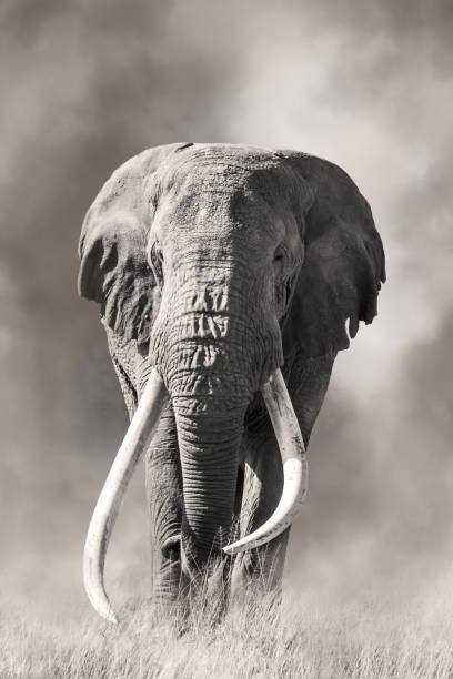 éléphant de taureau à défenses géantes à amboseli, kenya - raid 5 photos et images de collection