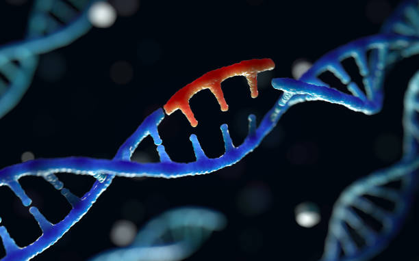 遺伝子工学 - human rna ストックフォトと画像