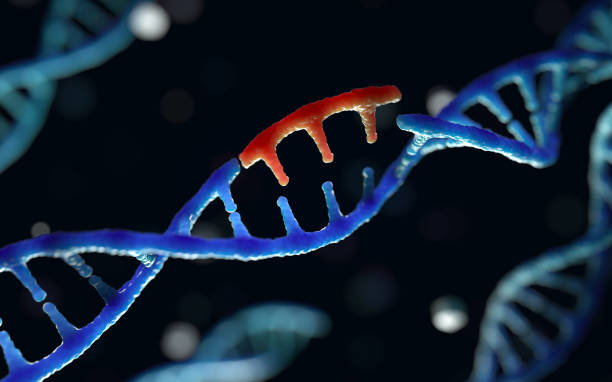 Genetic engineering Genetic engineering and gene manipulation concept, 3d rendering,conceptual image. rna stock pictures, royalty-free photos & images