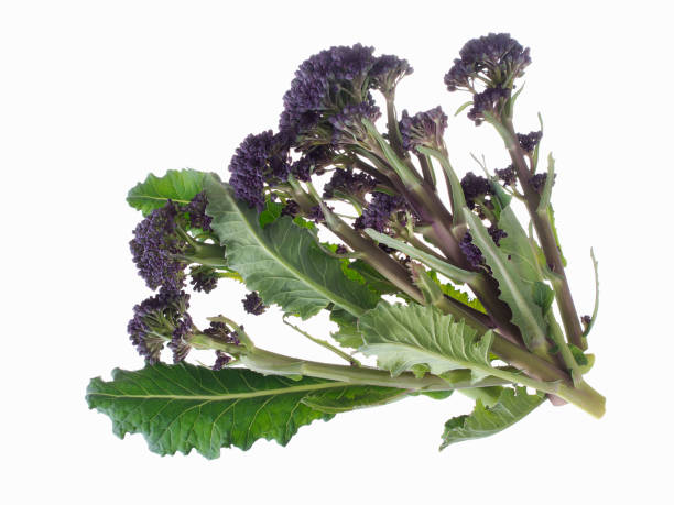 istock Early purple sprouting broccoli spring vegetable, isolated on white. Overhead view. 1138387324