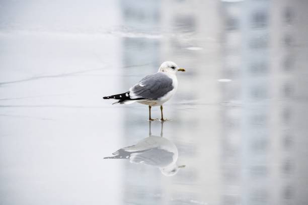 Sea gull reflection ice winter nature color water day survive mirror