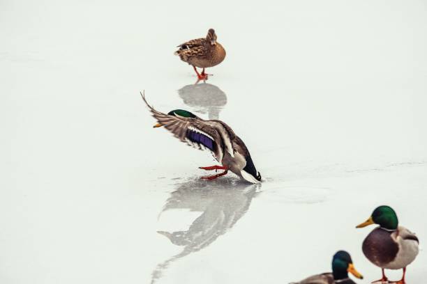 Duck landing reflection ice winter nature fly color water