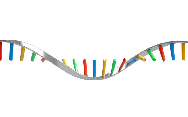 DNA helix structure DNA molecules, structure of the genetic code, 3d rendering,conceptual image. rna stock pictures, royalty-free photos & images