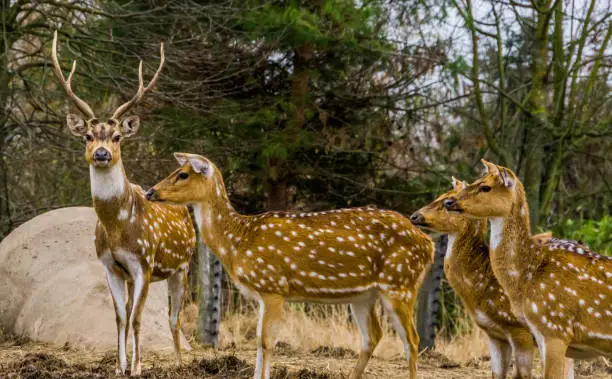 Photo of family of Axis deers together, One stag leading the herd of does, Animal from the forests of India and America