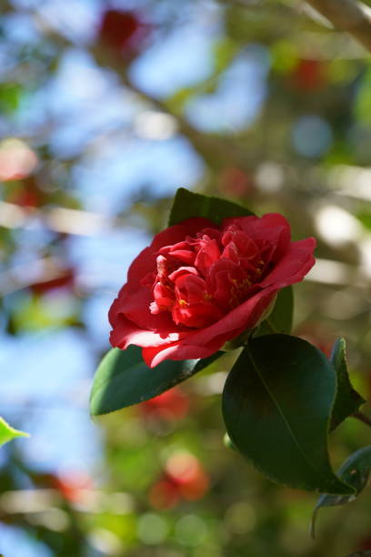 istock Camellia - Variegated White and Pink 1138389573