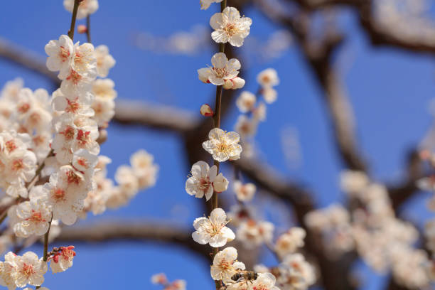 Early blooming White plum blossoms Early blooming White plum blossoms mito ibaraki stock pictures, royalty-free photos & images