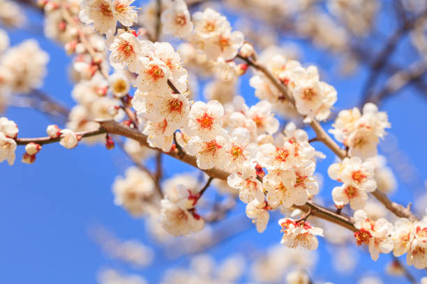 Early blooming White plum blossoms Early blooming White plum blossoms mito ibaraki stock pictures, royalty-free photos & images