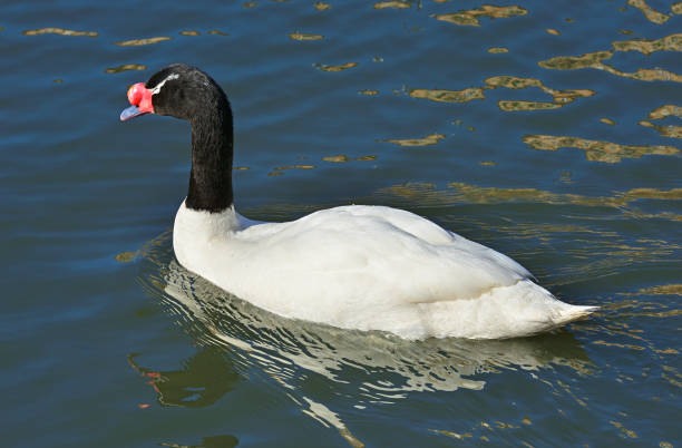 istock Black-necked swan (Cygnus melancoryphus) 1138390760