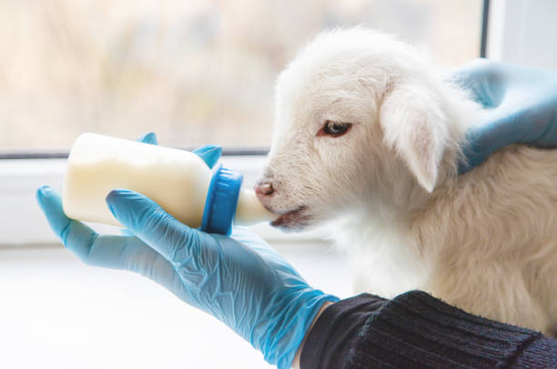 little goat in the hands of a veterinarian to feed. in tutorial focus. - animals feeding animal child kid goat imagens e fotografias de stock