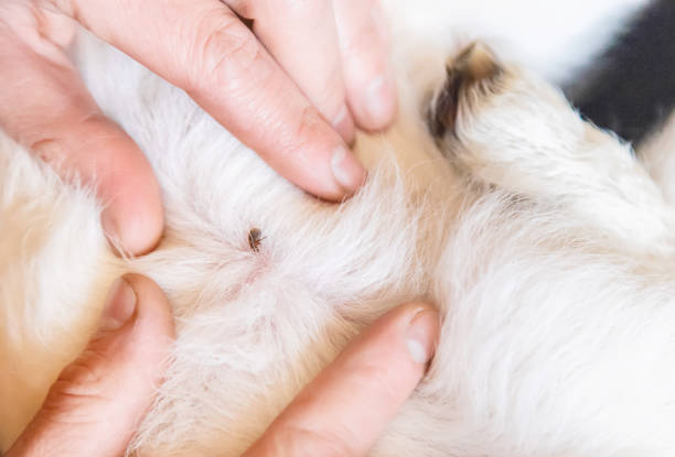 istock tick on animal skin close up. Selective focus. 1138390824