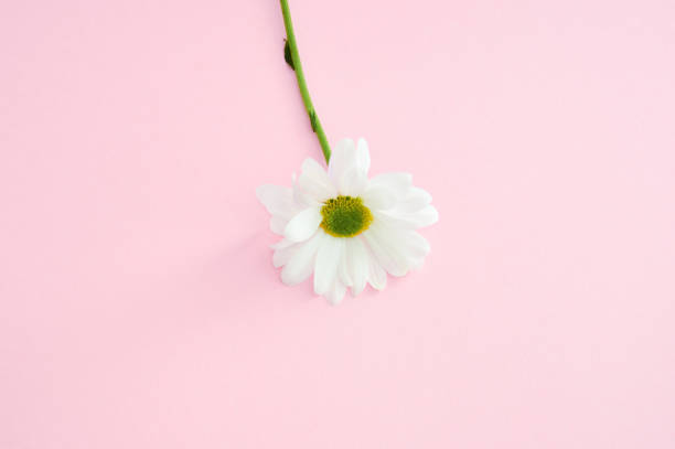 istock Beautiful chamomile flower on pink pastel background 1138391313