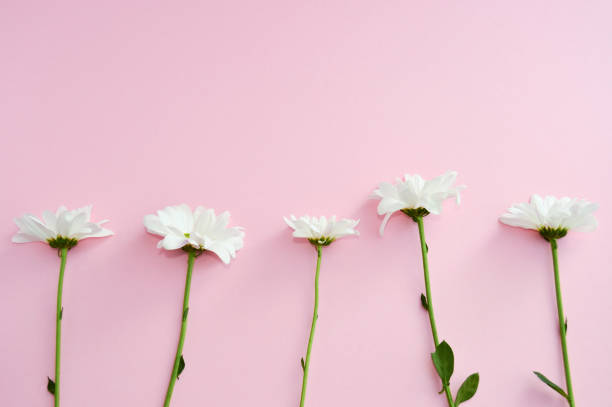istock Chamomile flowers on pink pastel background. Beauty. Copy space 1138391326