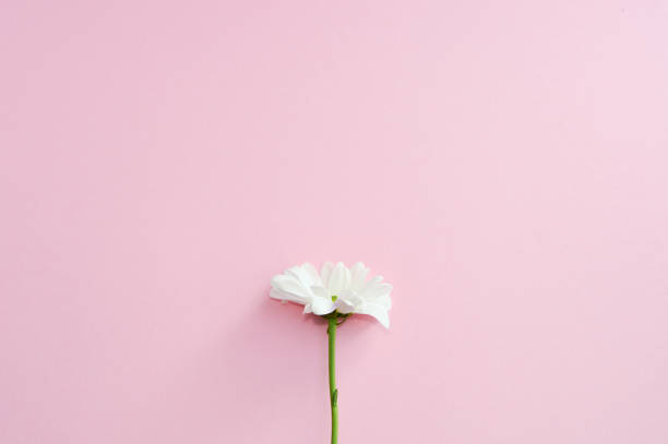 istock chamomile flower isolated on pink pastel background 1138391329