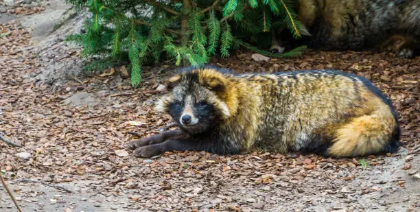 Photo of Raccoon dog laying on the ground and looking towards camera, closeup portrait of a animal specie from Eurasia