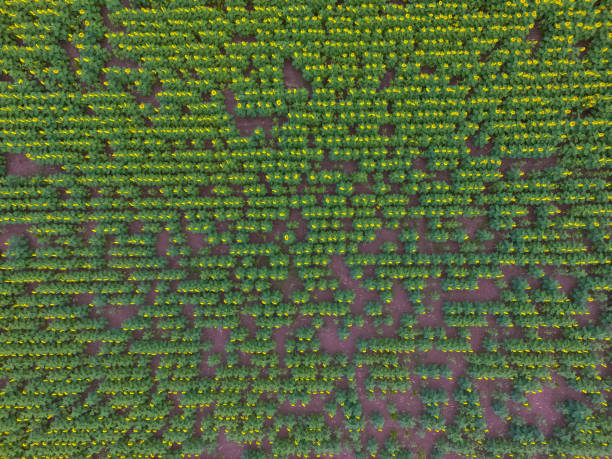istock cows in the field 1138392751