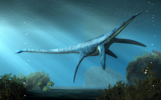 An elasmosaurus swims away from you in shallow seas.  This long necked plesiosaur was an aquatic reptile that lived in the ocean during the Cretaceous period. 3D Rendering