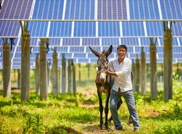 les jeunes agriculteurs asiatiques détiennent leurs propres ânes et sourient à l'usine solaire photovoltaïque - horse animal head laughing animal photos et images de collection