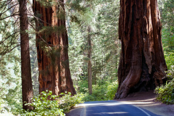 istock Sequoias in Sequoia National Forest 1138394125