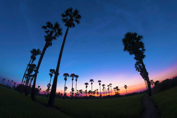 istock sky sunset  with palm trees on fish eyes view 1138395099