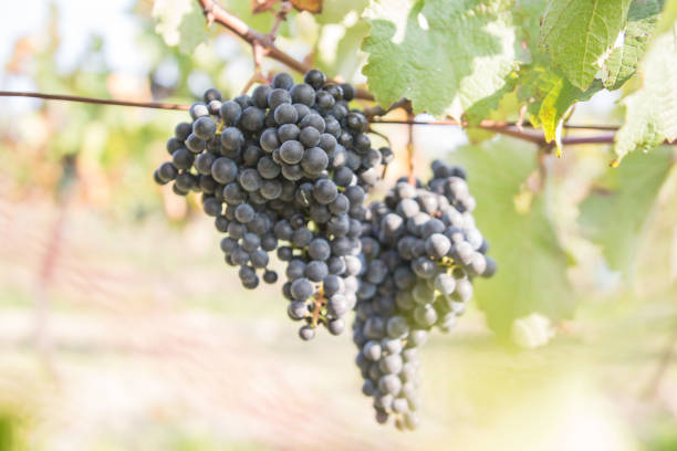 istock Vine Harvest in Rural Vineyard 1138395106