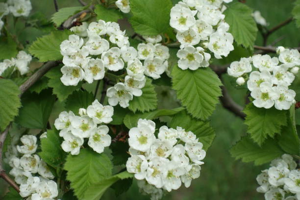 istock Florescence of northern downy hawthorn in mid spring 1138395143