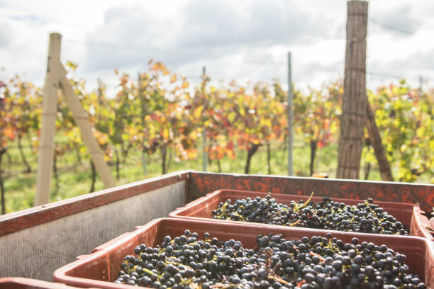 istock Vine Harvest in Rural Vineyard 1138395187