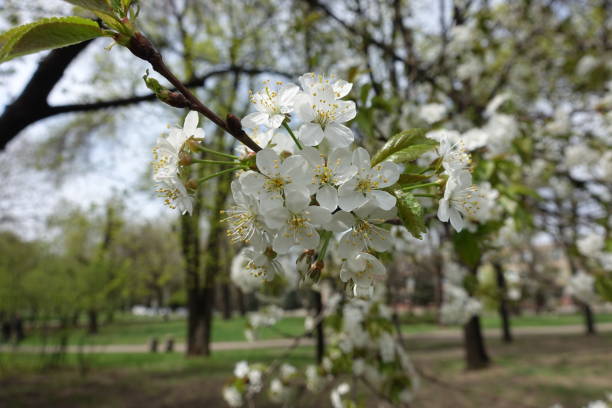 istock Branch of blooming cherry tree in spring 1138395209