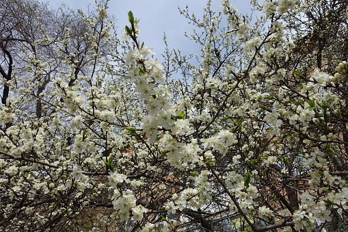 Blossoming branches of cherry tree in mid spring