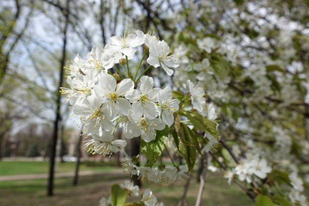 istock Close shot of cherry blossom in spring 1138395252