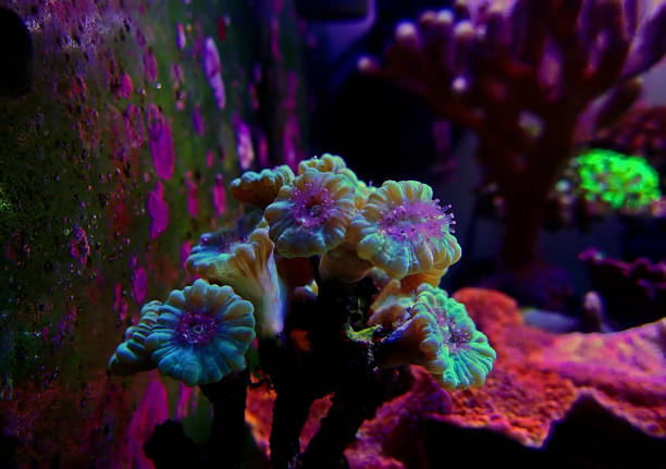 istock Caulastrea Trumpet long polyp stony coral in reef aquarium 1138395522