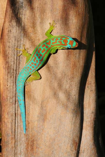 Ornate day gecko in natural habitat