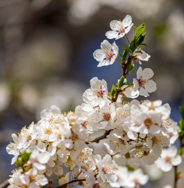 istock Blossoming white flowers of a cherry plum 1138396841