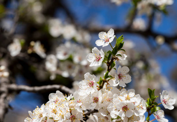 istock Blossoming white flowers of a cherry plum 1138396844