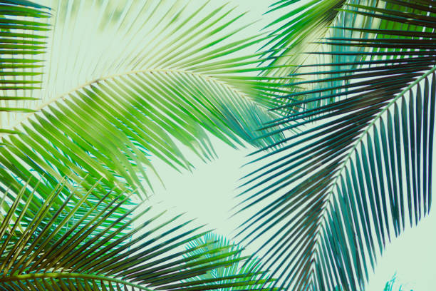 istock Coconut palm tree under blue sky. Vintage background. Retro toned poster. 1138397079