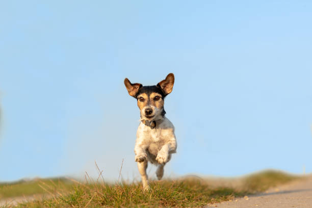 istock Jack Russell Terrier is running in front of blue sky over a path 1138397091