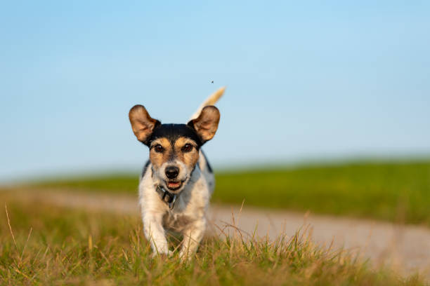 istock Jack Russell Terrier is running in front of blue sky over a path 1138397202