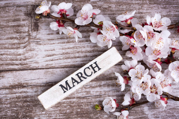 istock Apricot tree blossom and march write on the wooden background 1138397310