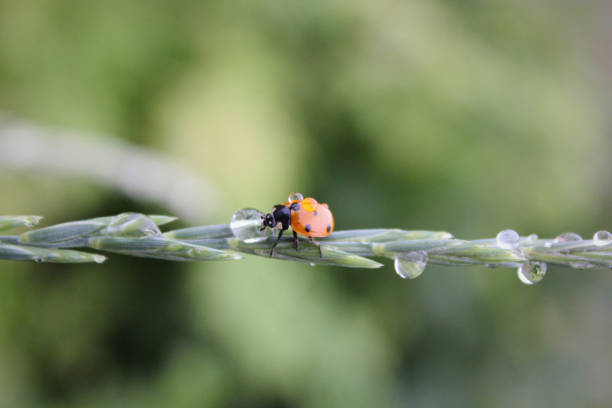 istock Fresh young grass with dew drops and a ladybug in the summer in the spring. Macro or macro nature 1138397342