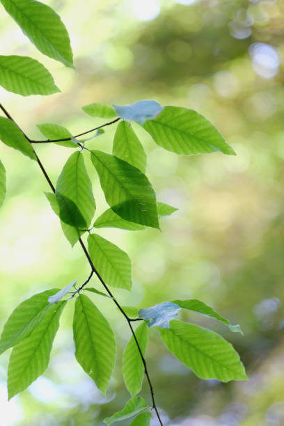 istock A branch of a plant 1138398477